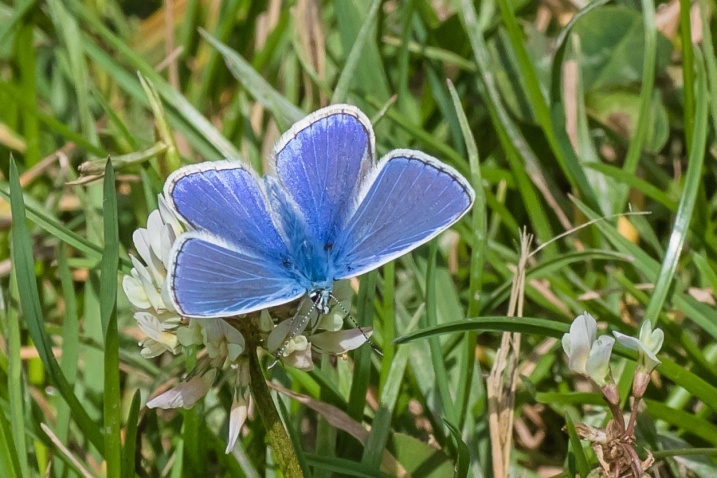 Steart 2015 Common Blue-5100.jpg